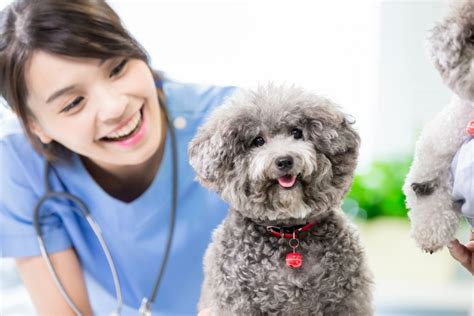 Hk vet danville  If you need a trusted, caring veterinarian in Danville, KY, come to Animal Hospital of Danville